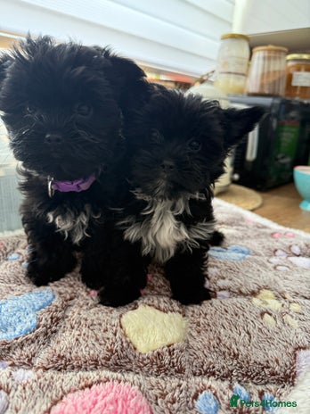 Yorkshire Terrier dogs - Advert 3