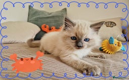 Ragdoll cats for sale: Top-Quality Pedigree Ragdoll Kittens - 3 AVAILABLE - Image 14