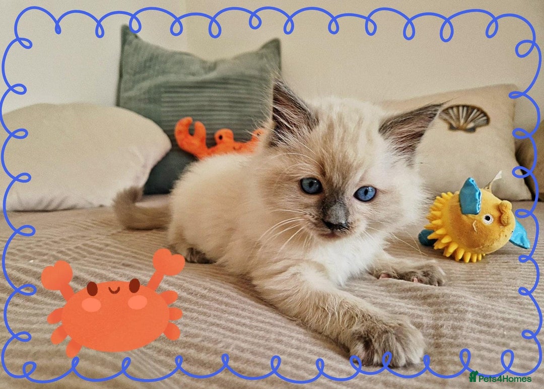 Ragdoll cats for sale: Top-Quality Pedigree Ragdoll Kittens - 3 AVAILABLE - Image 14