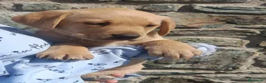 Labrador Retriever Puppy 3