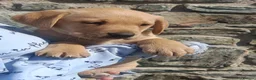 Labrador Retriever dogs for sale: Stunning KC Labrador Puppies⭐READY NOW⭐ - Advert 5