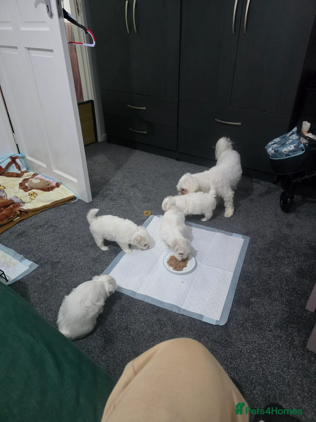 Bichon Frise dogs for sale: Only for dog lovers - Advert 2