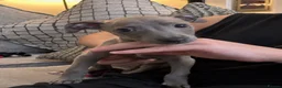 Mixed Breed dogs for sale: 🐾💕 2 Beautiful Whippet x Italian Greyhound Girls - Advert 2