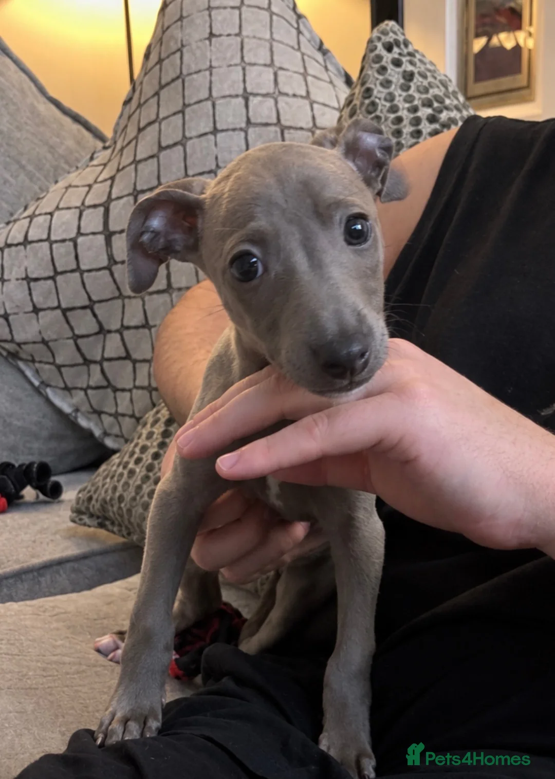 Mixed Breed dogs for sale: 🐾💕 2 Beautiful Whippet x Italian Greyhound Girls - Advert 2