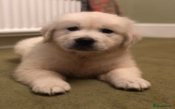 Golden Retriever dogs for sale: Chunky Golden Retriever pups with cream coats - Image 1