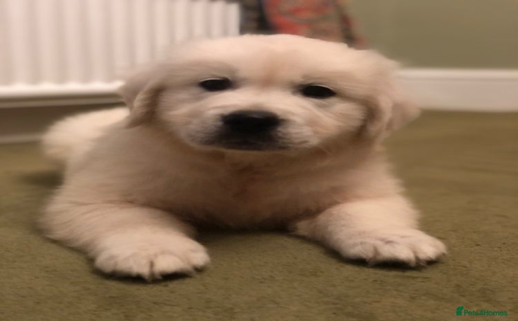 Golden Retriever dogs for sale - Advert 1