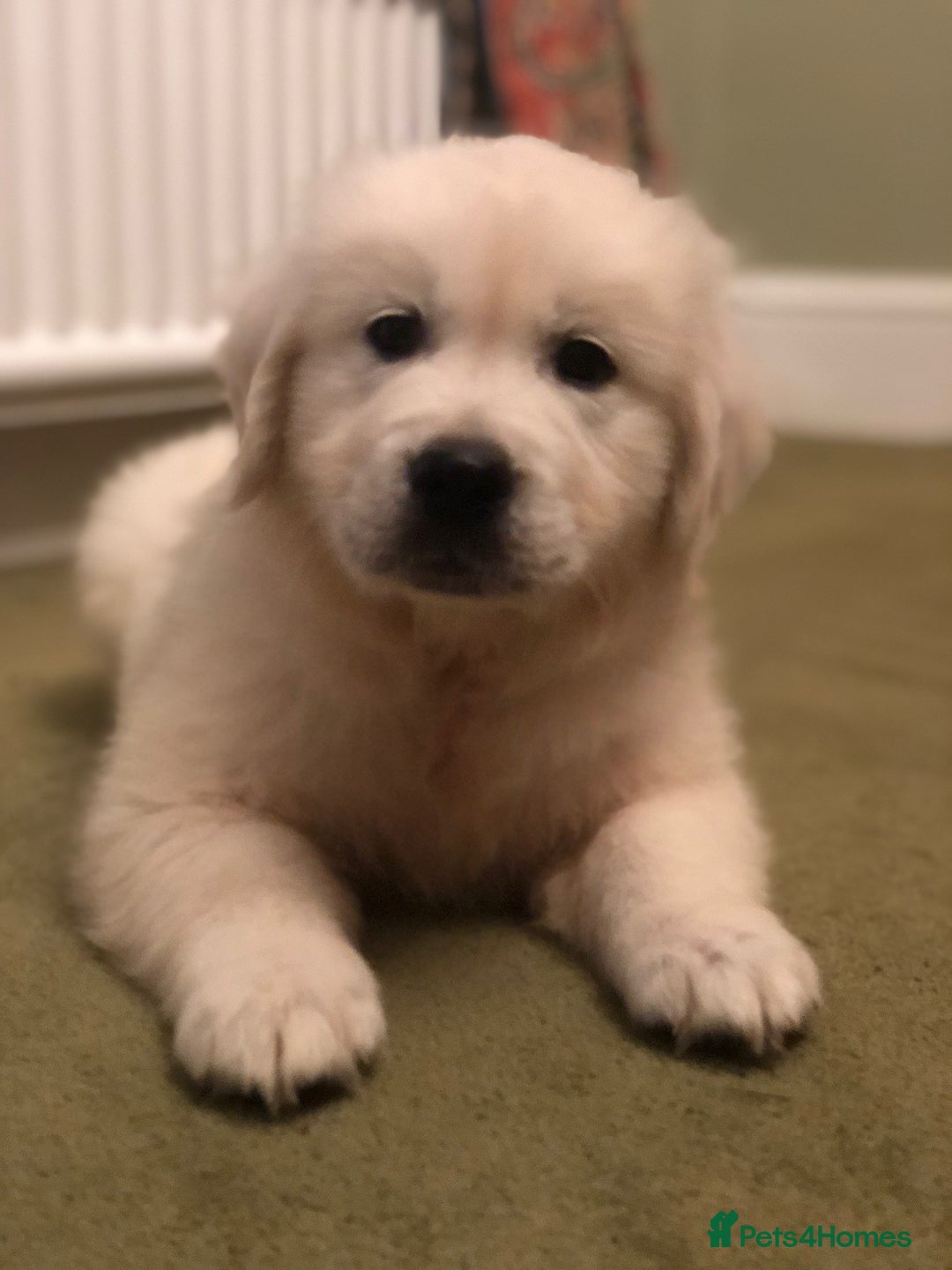 Golden Retriever dogs for sale: Chunky Golden Retriever pups with cream coats - Image 1
