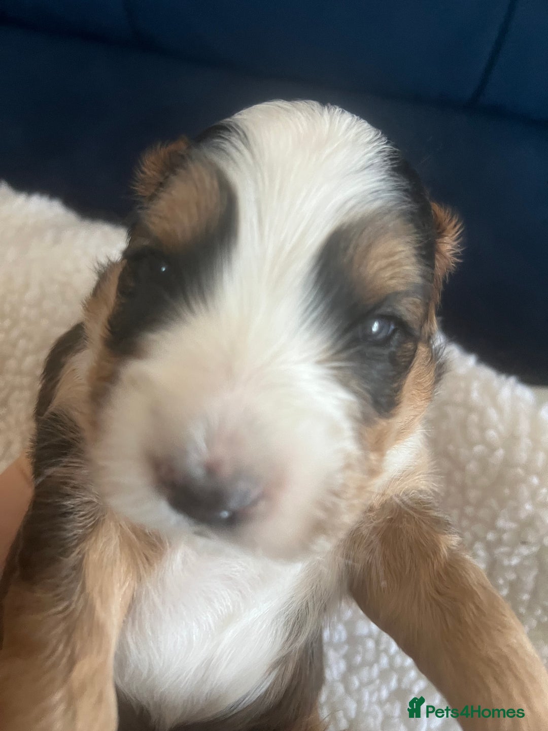 Cockapoo dogs for sale: Cockerpoo Male  - Image 8