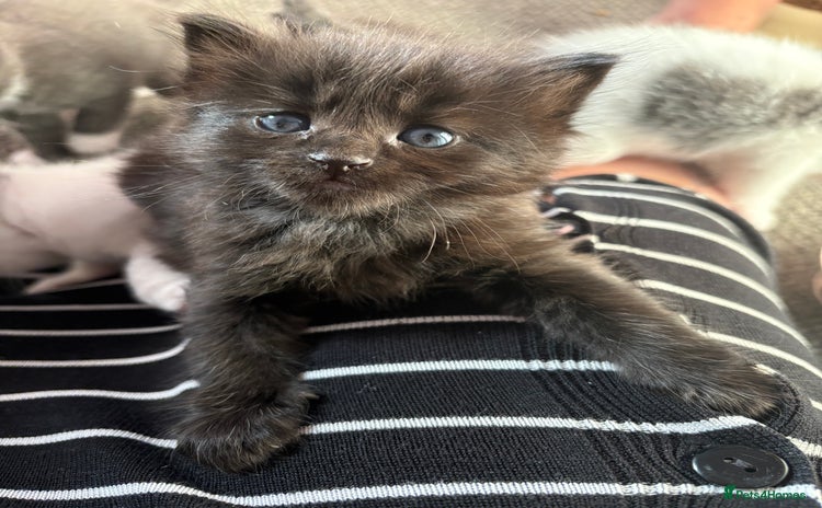 Domestic Shorthair cats - Advert 1