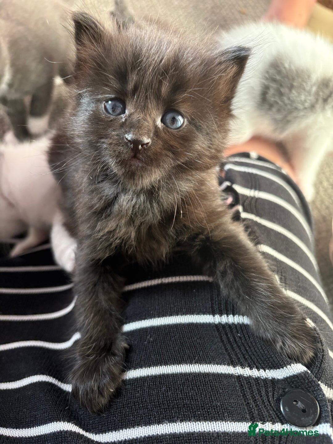 Domestic Shorthair cats for sale: Kittens looking for forever home - Image 1