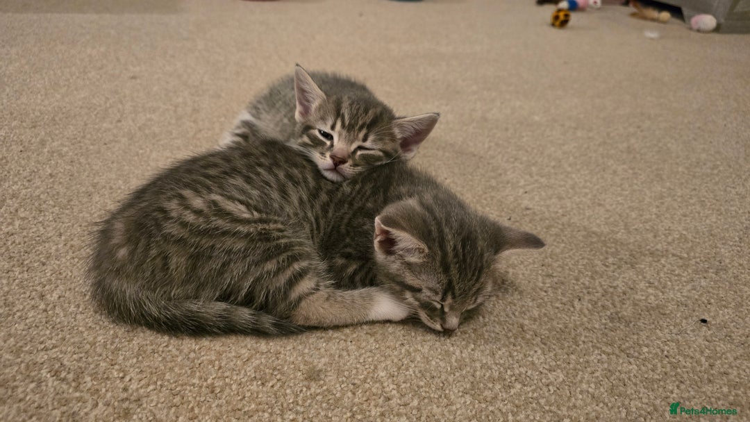 Mixed Breed cats for sale: 🐾 Beautiful Kittens Available 🐾 - Advert 16