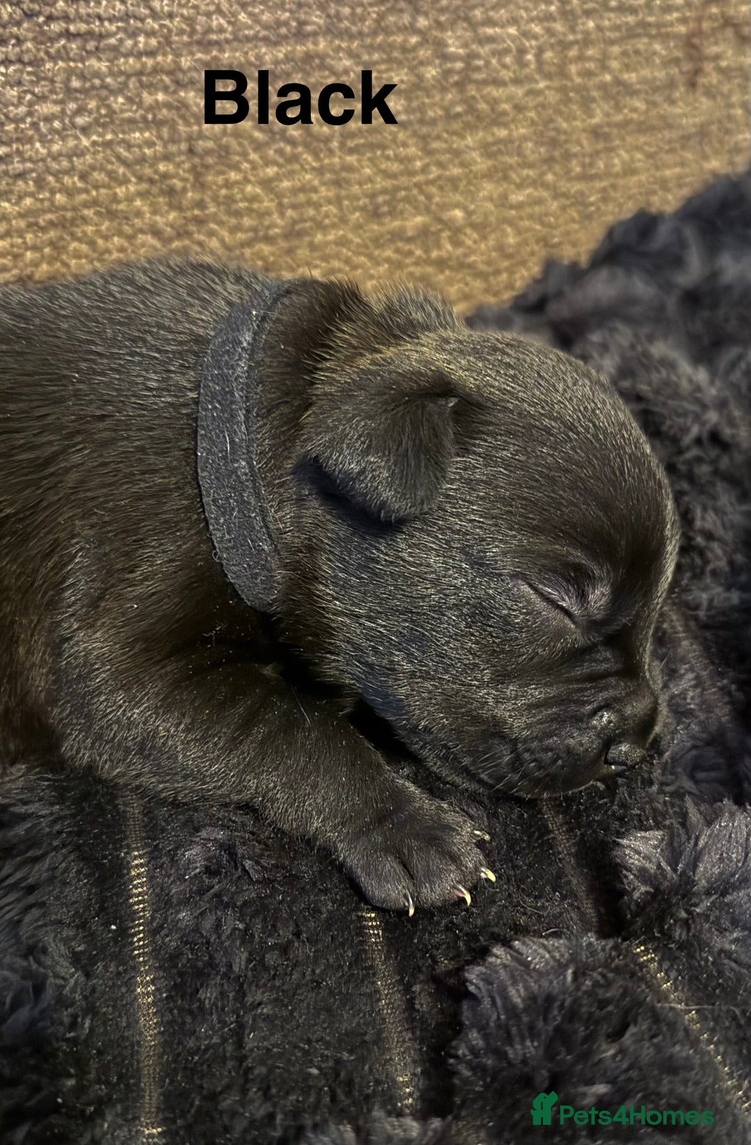 Mixed Breed dogs for sale: Staffie mix puppies - Image 10