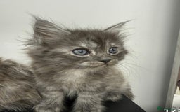 Maine Coon cats for sale: Beautiful Maine coon  - Image 7
