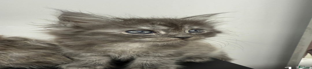 Maine Coon Kitten 4