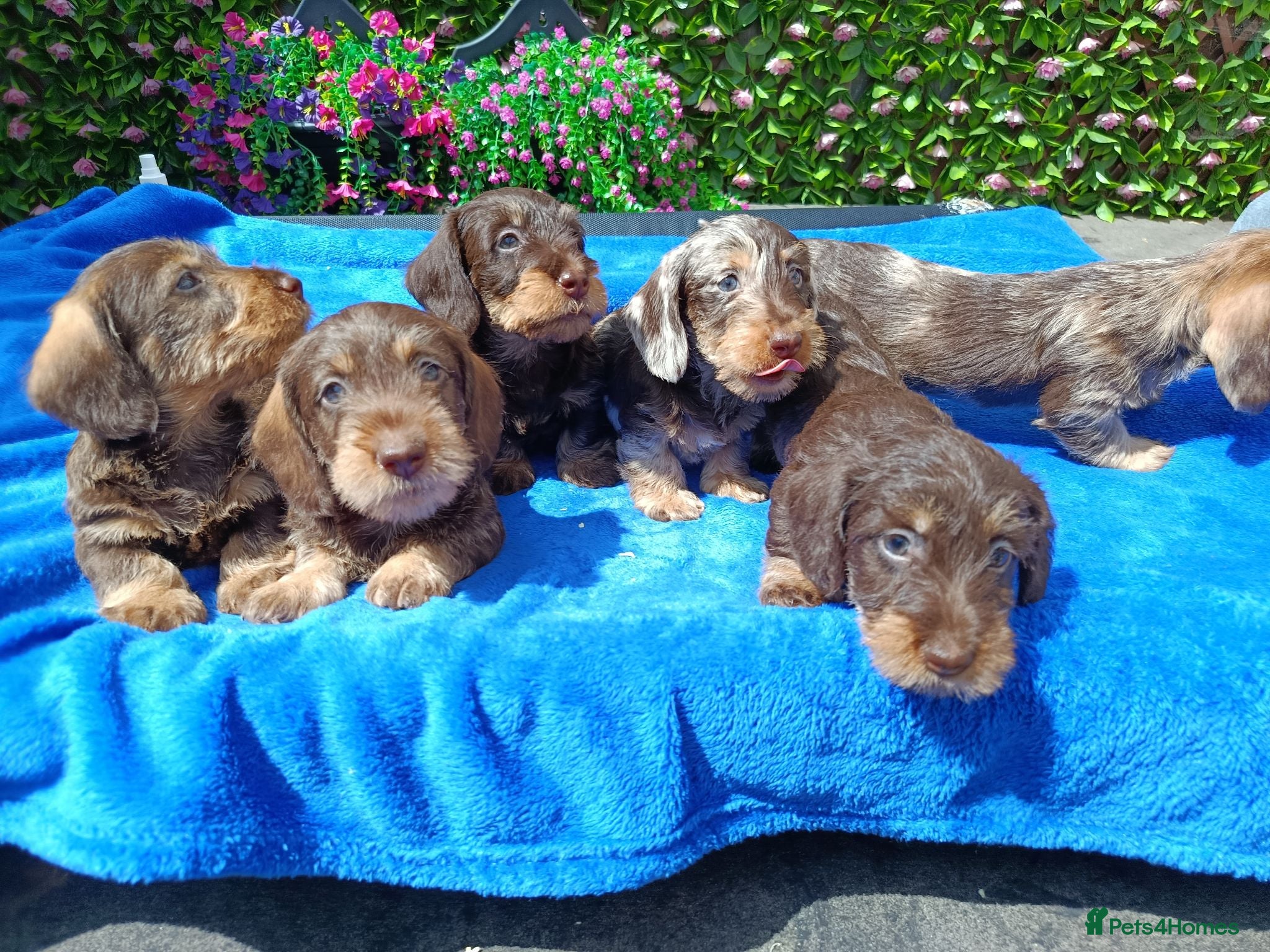 Dachshund dogs QUALITY MINI WIRES LAFORA PRA CLR KC REG - Advert 2