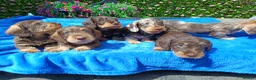 Dachshund dogs for sale: QUALITY MINI WIRES LAFORA PRA CLR KC REG - Advert 2