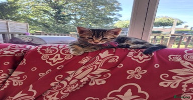 Mixed Breed cats - Advert 11