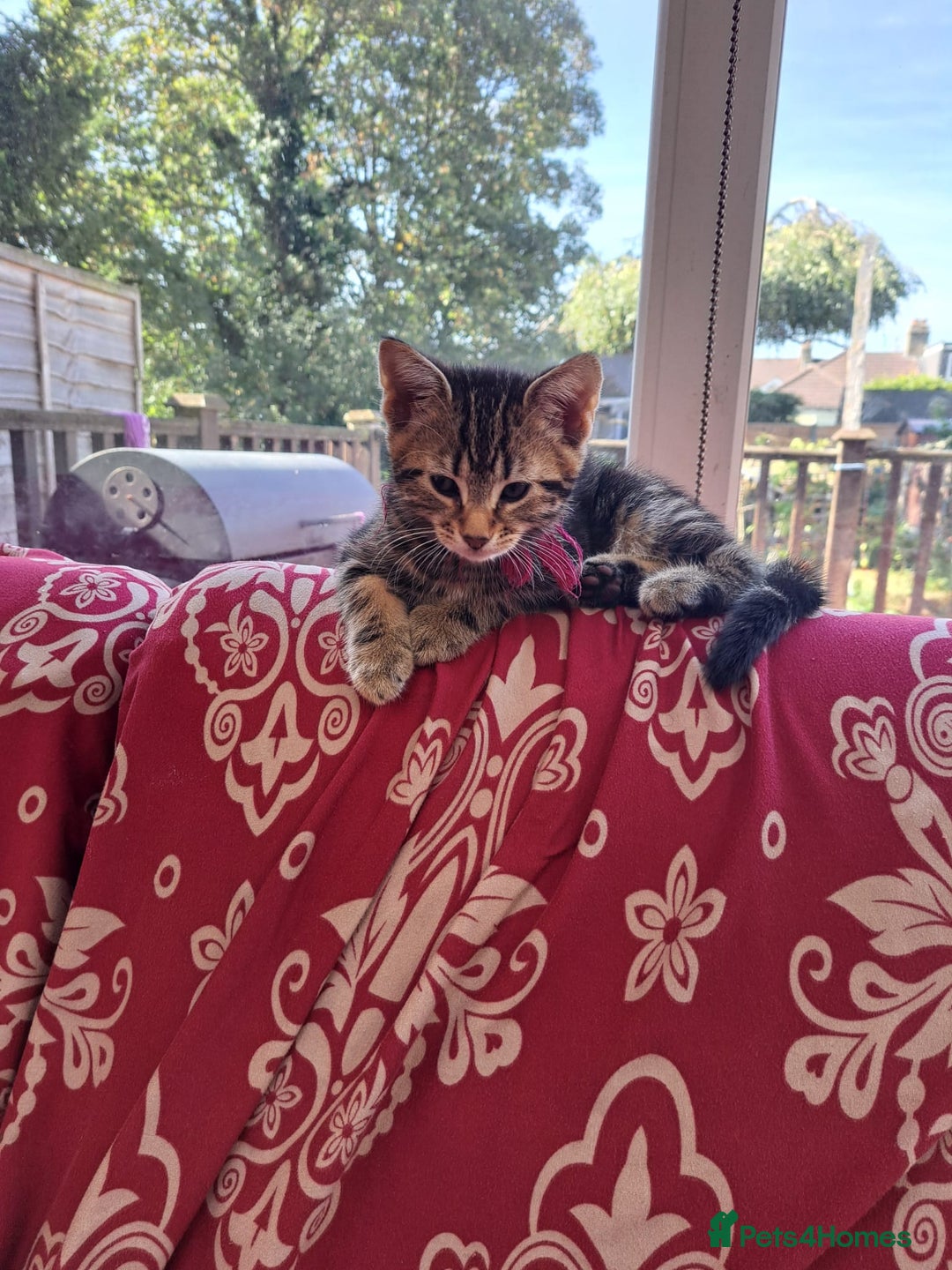 Mixed Breed cats for sale: 5 beautiful kitten ready to go.  - Image 2