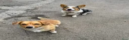 Welsh Corgi Cardigan dogs for sale: Welsh Corgi Cardigan puppies  - Advert 5