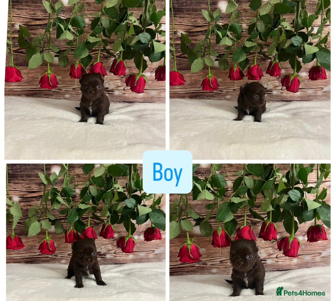 Chihuahua dogs Beautiful tiny kc reg boy available!  - Advert 1