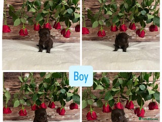 Chihuahua dogs Beautiful tiny kc reg boy available! - Advert 17