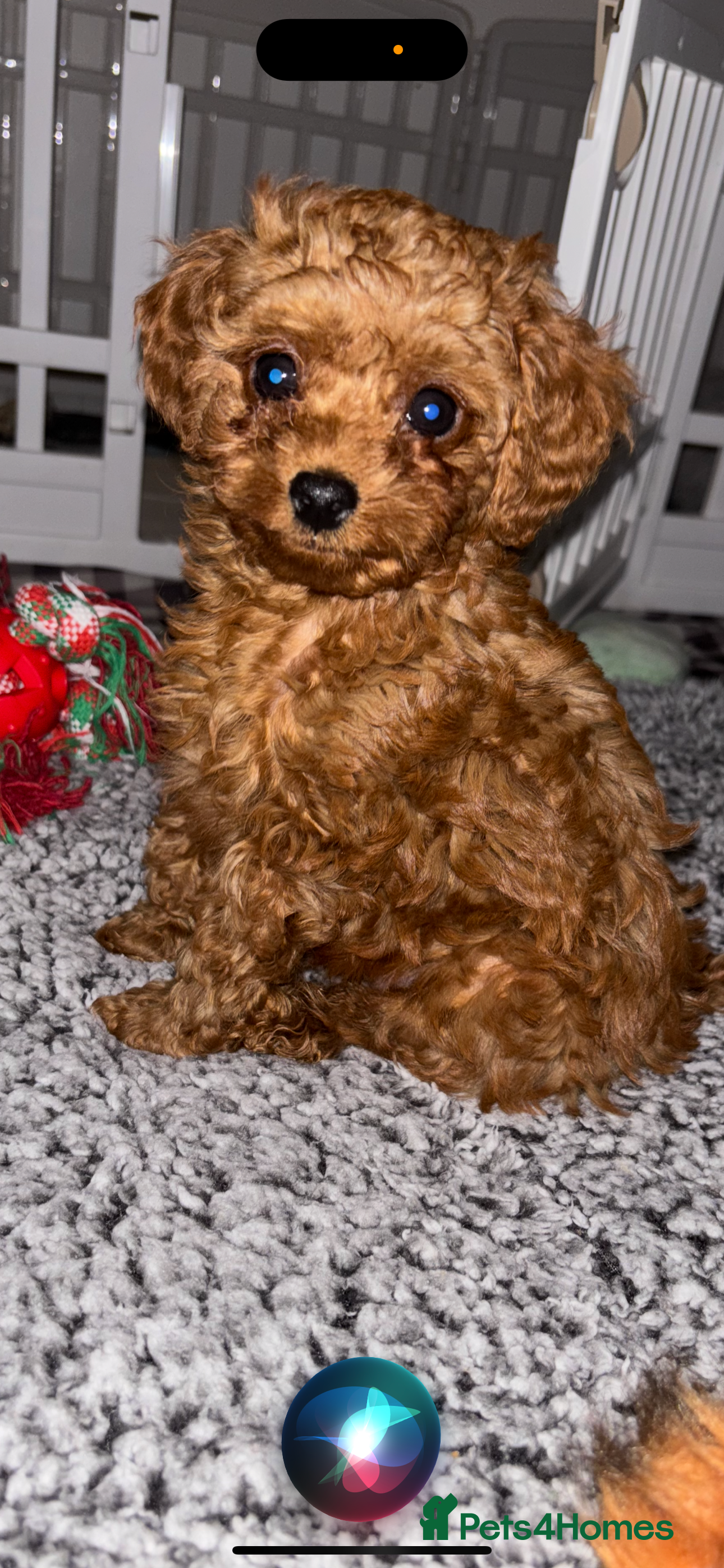 Cavapoo dogs Cavapoo - Advert 14