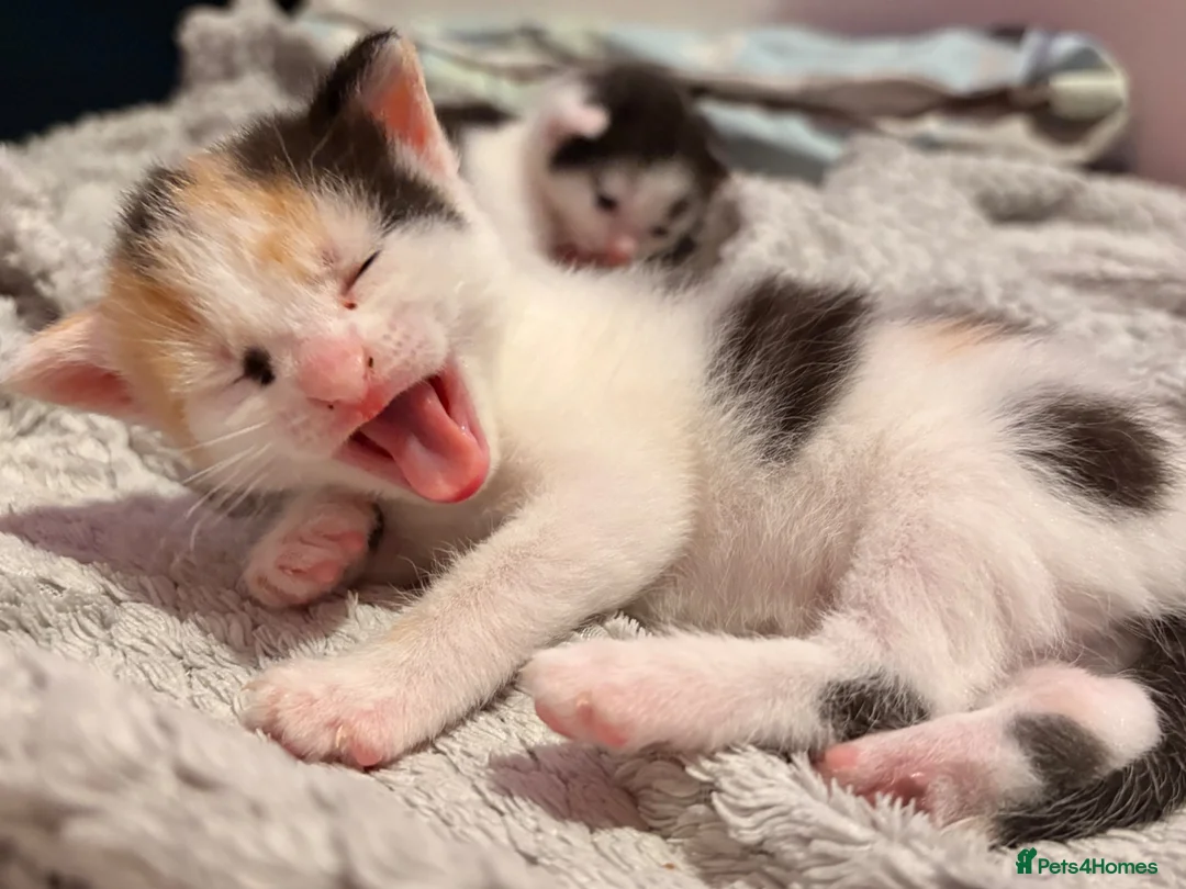 Mixed Breed cats for sale: Kittens for sale in Rotherham - Advert 1