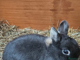 Netherland Dwarf rabbits Netherland dwarf - Advert 6