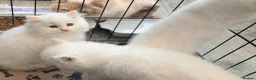 Persian cats for sale: 4 beautiful Persian x kittens, ready now - Advert 20