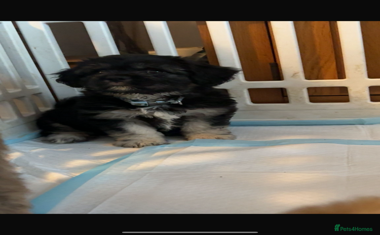 Mixed Breed dogs - Advert 1