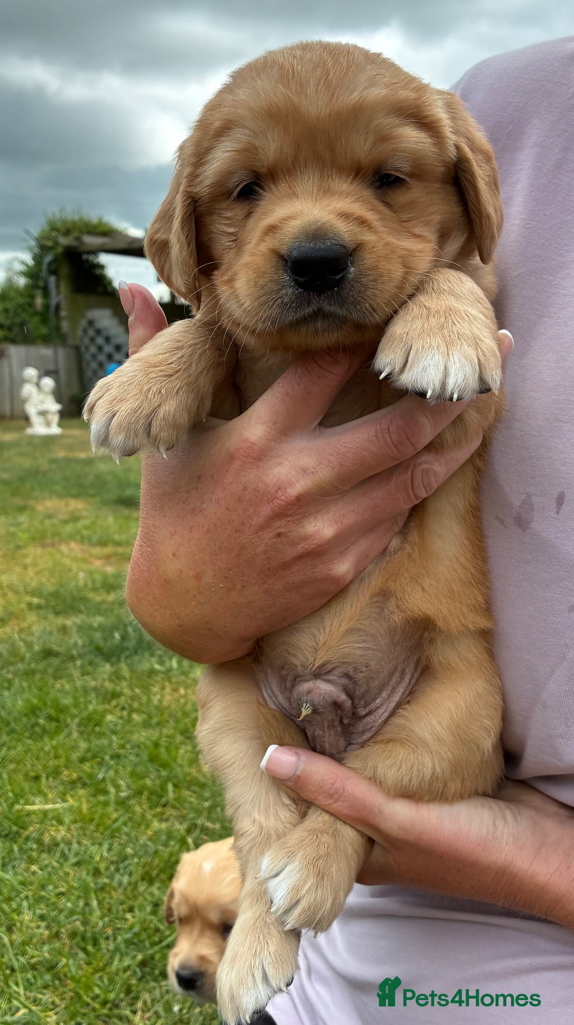 Golden Retriever dogs for sale: Stunning kc golden retriever puppies 🐶  in Ashford - Advert 15