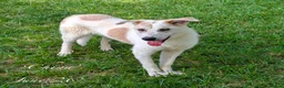 Mixed Breed dogs for adoption: China. 6 months approx. Available for adoption. in Brixham - Advert 7