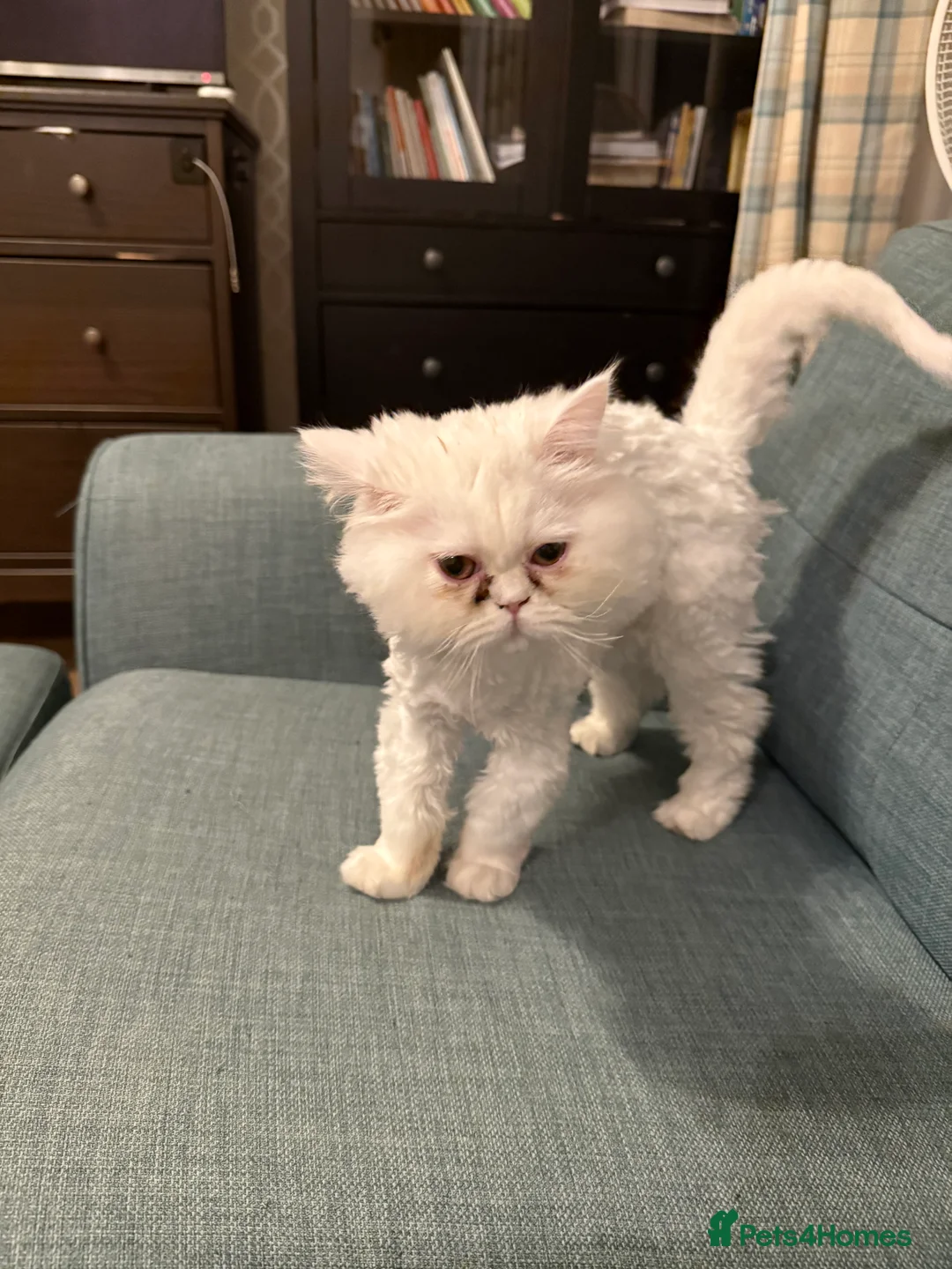 Persian cats for sale: 	Healthy playful kitten ready for loving home - Advert 7