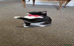 Domestic Shorthair cats for sale: Friendly Tuxedo Cat (Free Adoption) - Image 2