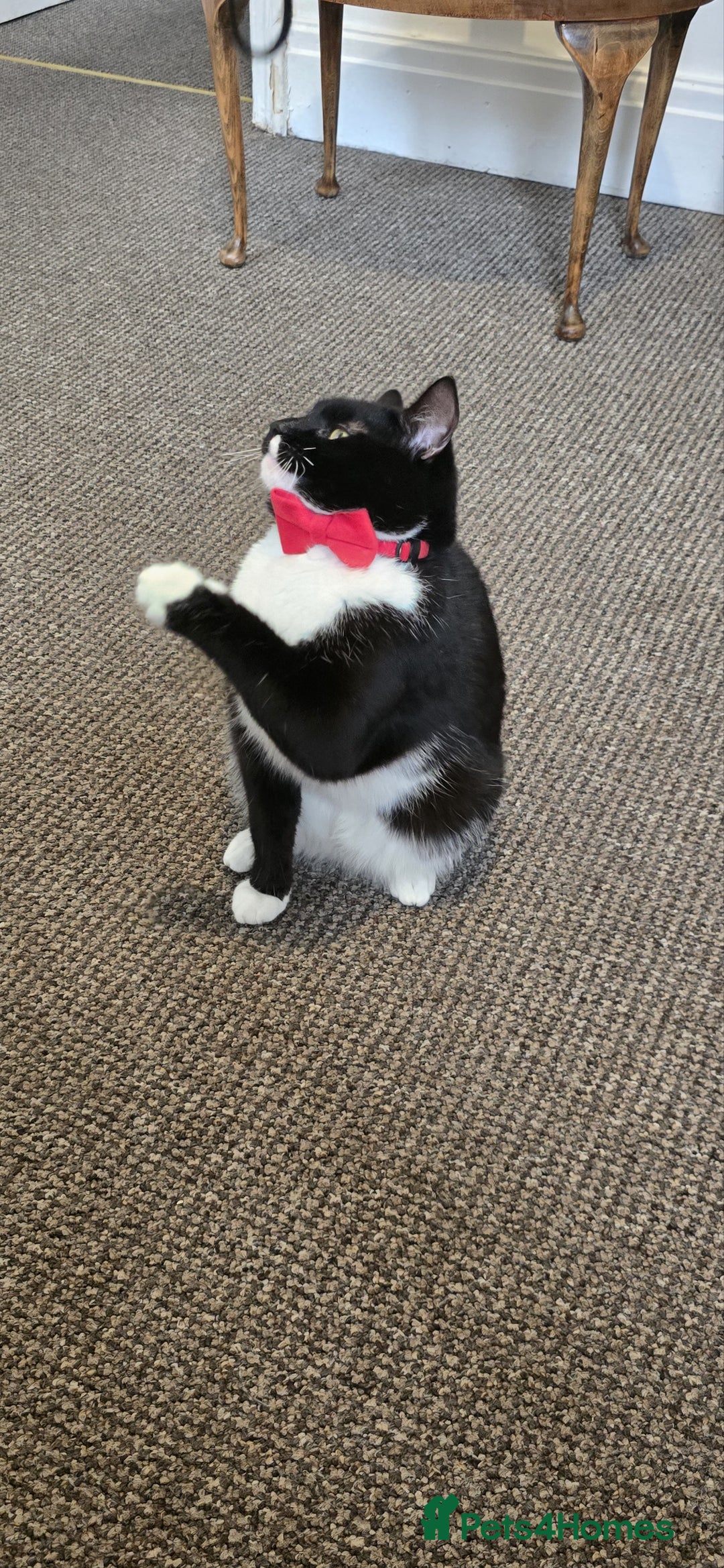 Domestic Shorthair cats for sale: Friendly Tuxedo Cat (Free Adoption) - Image 2