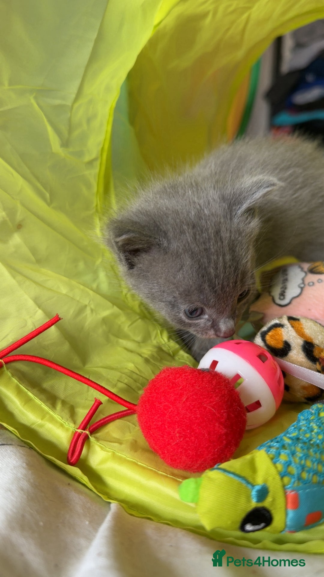 Mixed Breed cats for sale: 1 left looking for forever home  - Image 9