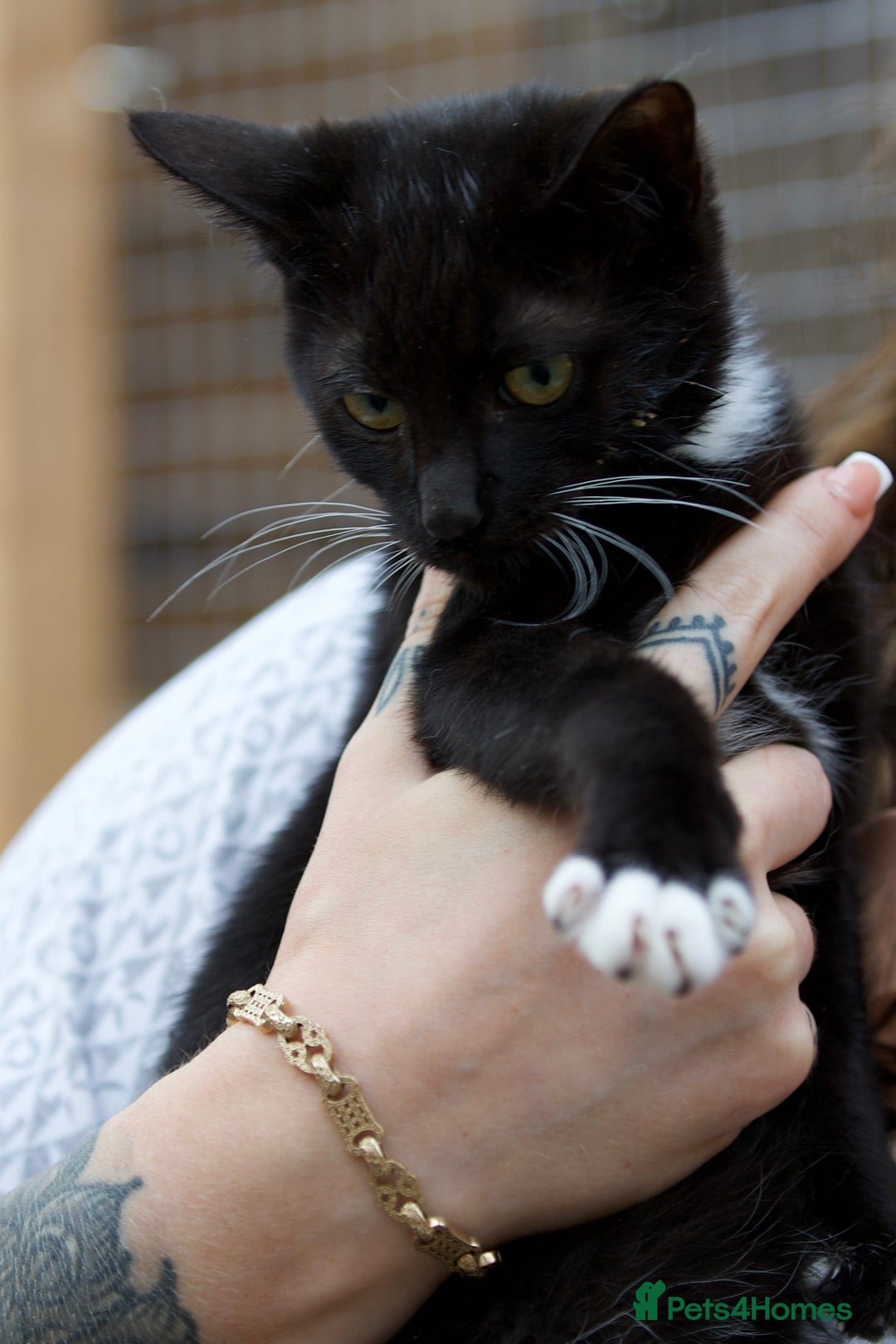 Mixed Breed cats for sale: 8 month old kitten - Advert 3