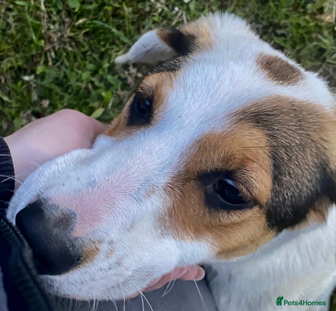 Foxhound dogs for adoption: Hugo – The Puppy Who Survived the Silence - Image 6