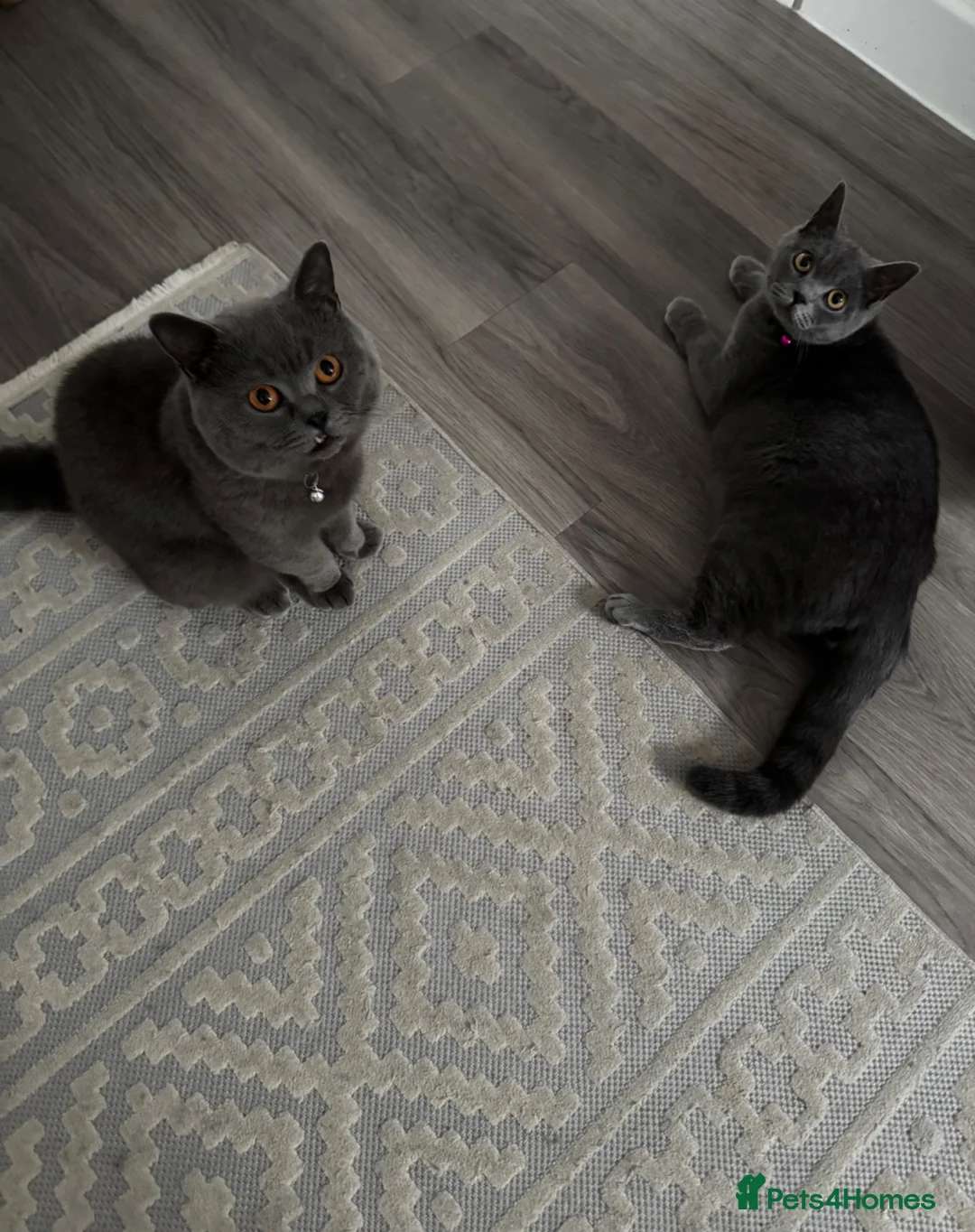 British Shorthair cats for sale: 2 British shorthair Kittens  in Manchester - Advert 11