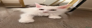 Sophia 