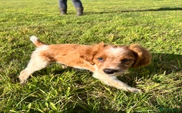Brittany Spaniel dogs for sale: Brittany puppies for sale  - Image 2