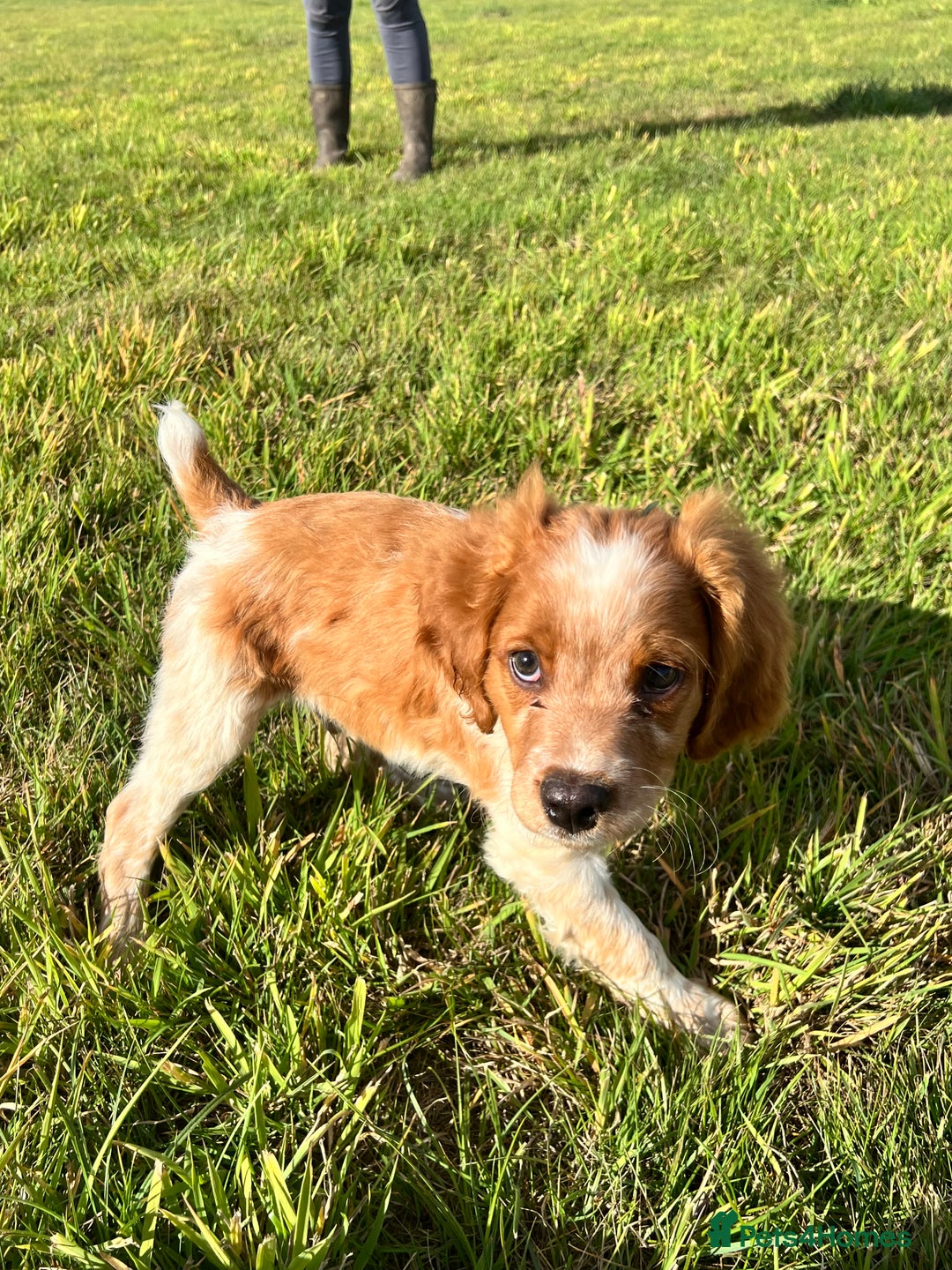 Brittany Spaniel dogs for sale: Brittany puppies for sale  - Image 2