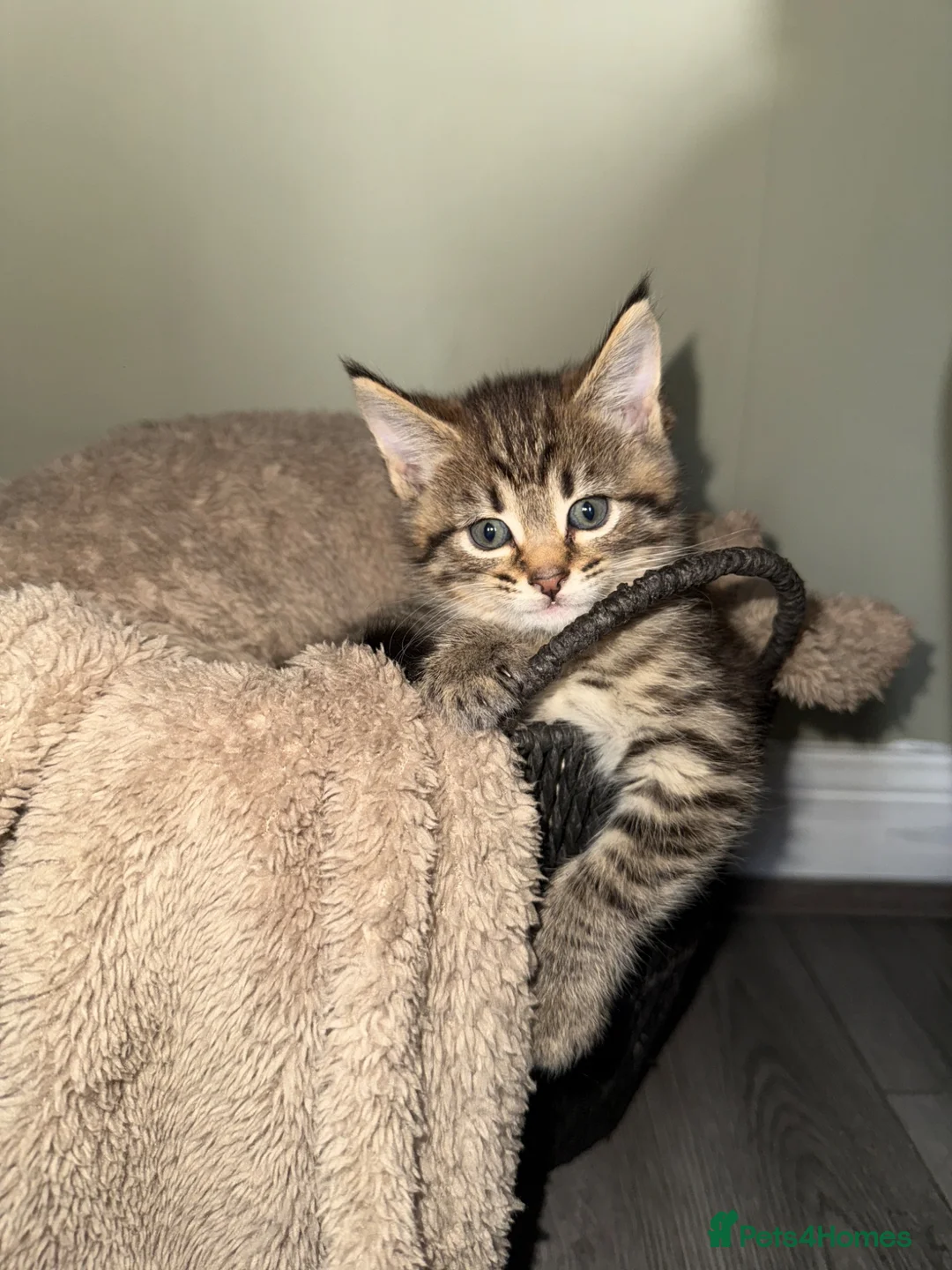 Mixed Breed cats for sale: Maincoon cross kittens  - Advert 2