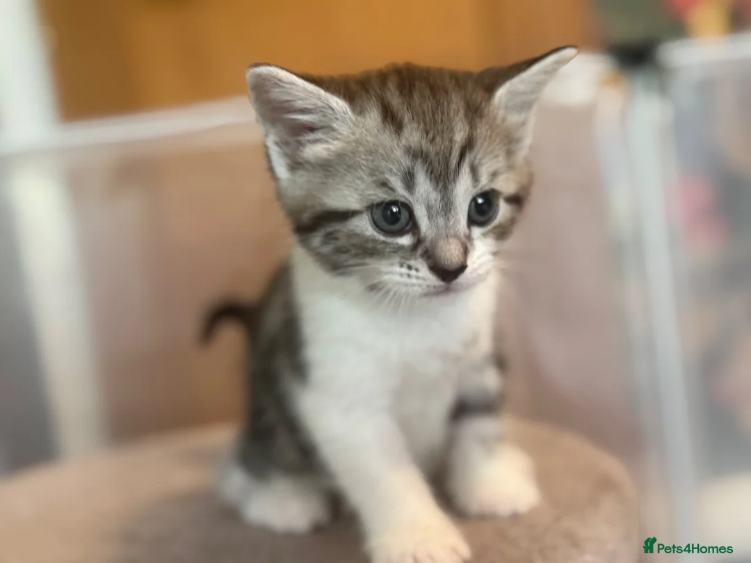 Mixed Breed cats for sale: Gorgeous Kittens Looking for Loving Homes - Advert 1