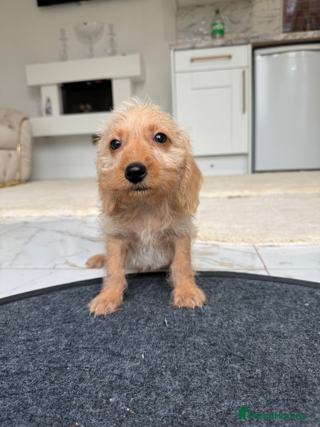 Mixed Breed dogs for sale: Stunning daxiepoos - Advert 5