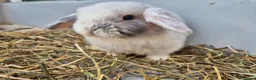 Mini Lop rabbits for sale: 5 Female mini lops  - Advert 8