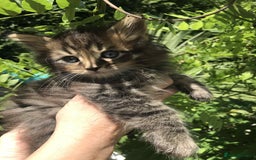 Maine Coon cats for sale: Maine coone kittens - Image 5