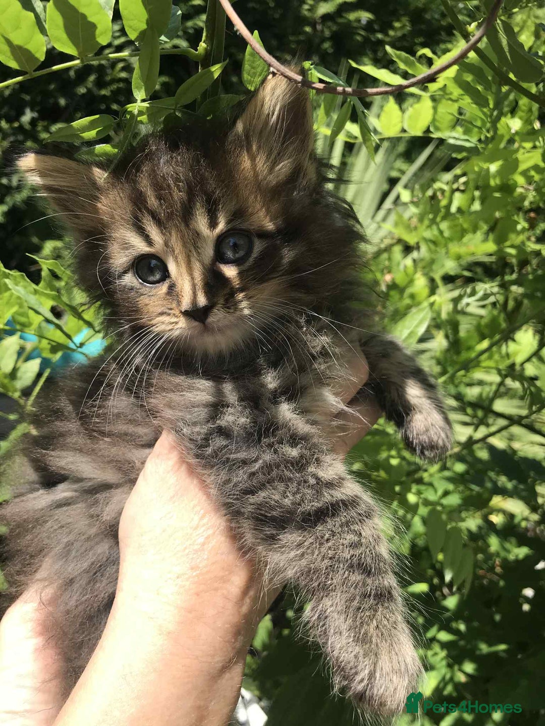 Maine Coon cats for sale: Maine coone kittens - Image 5