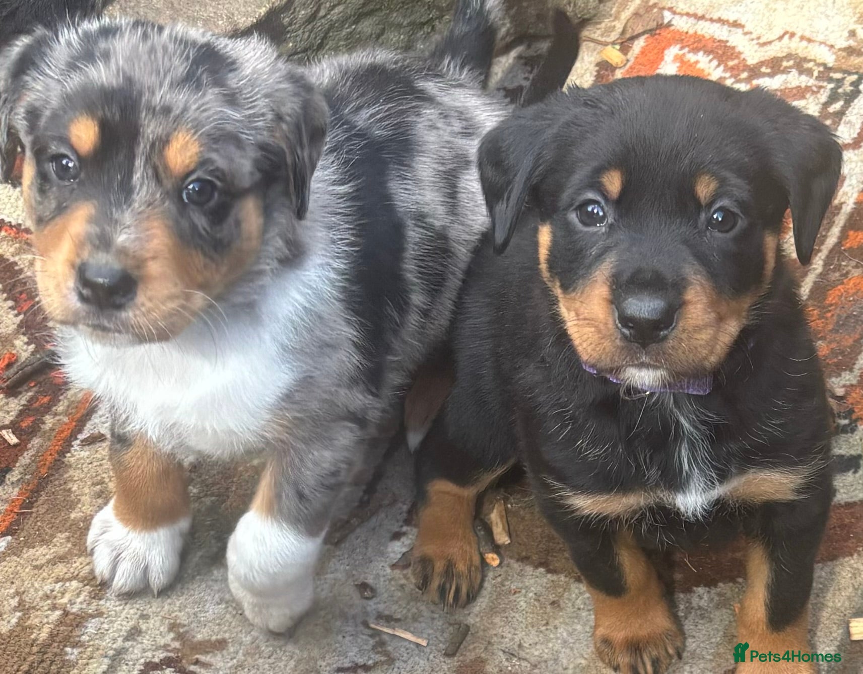 Mixed Breed dogs Border Rotty puppies for sale  - Advert 17