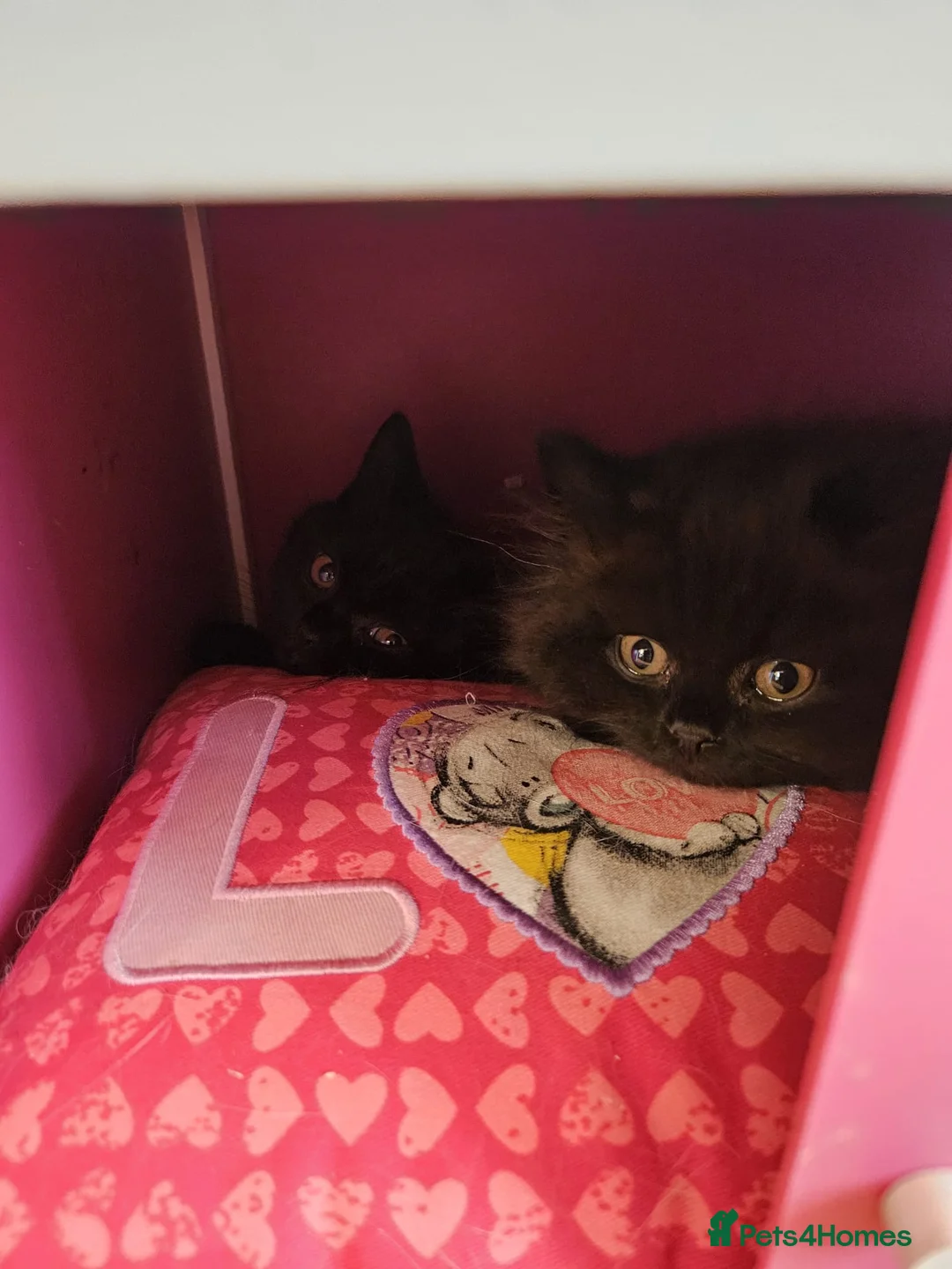 British Longhair cats for sale: Beautiful British Shorthair & Longhair Kittens 🐾 - Advert 2
